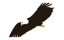 image of an eagle