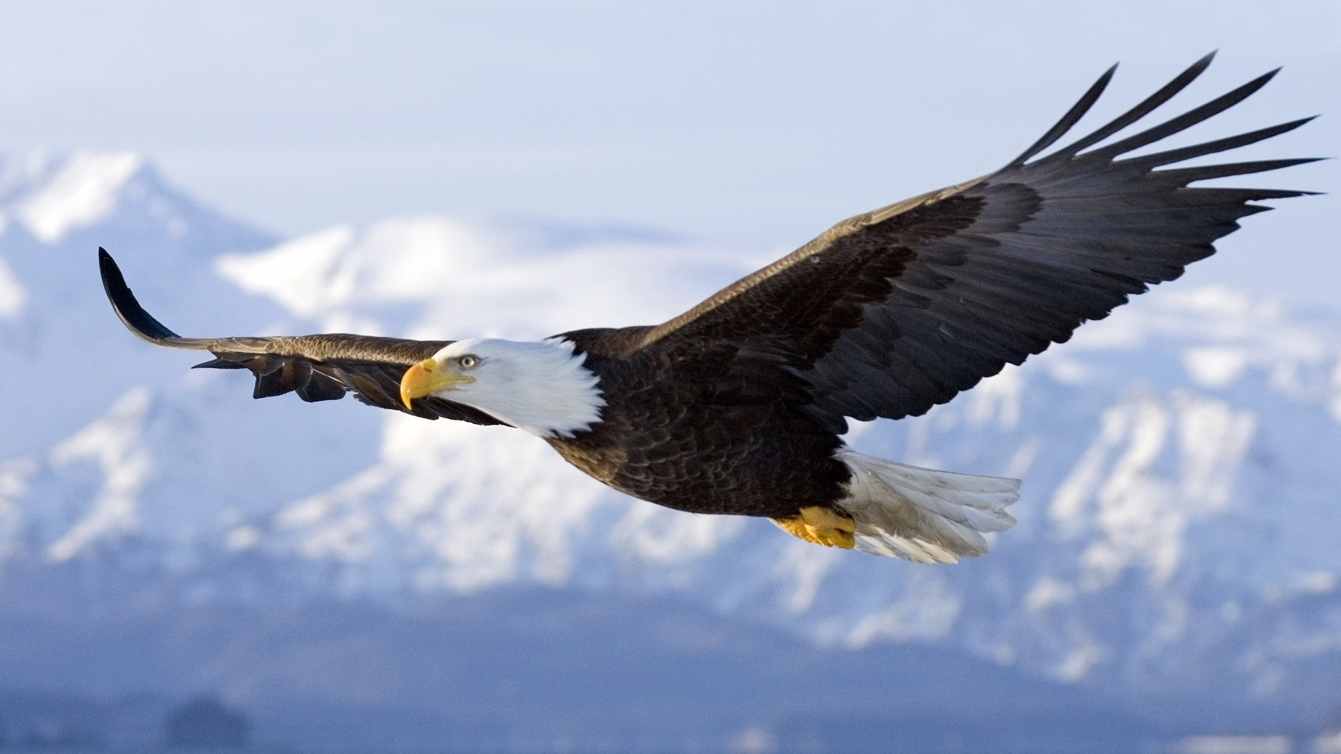 Soaring eagle in the sky